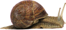 Grapevinesnail_01