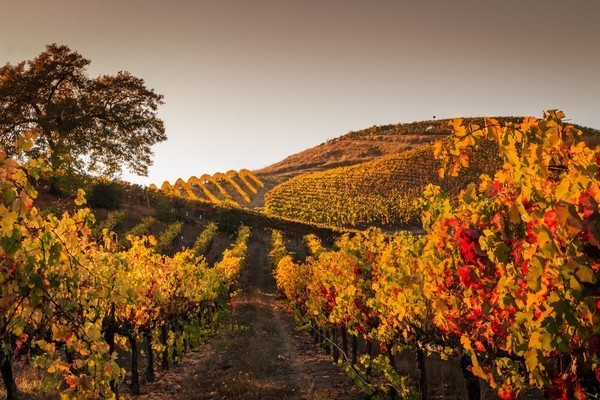 Vignes en automne